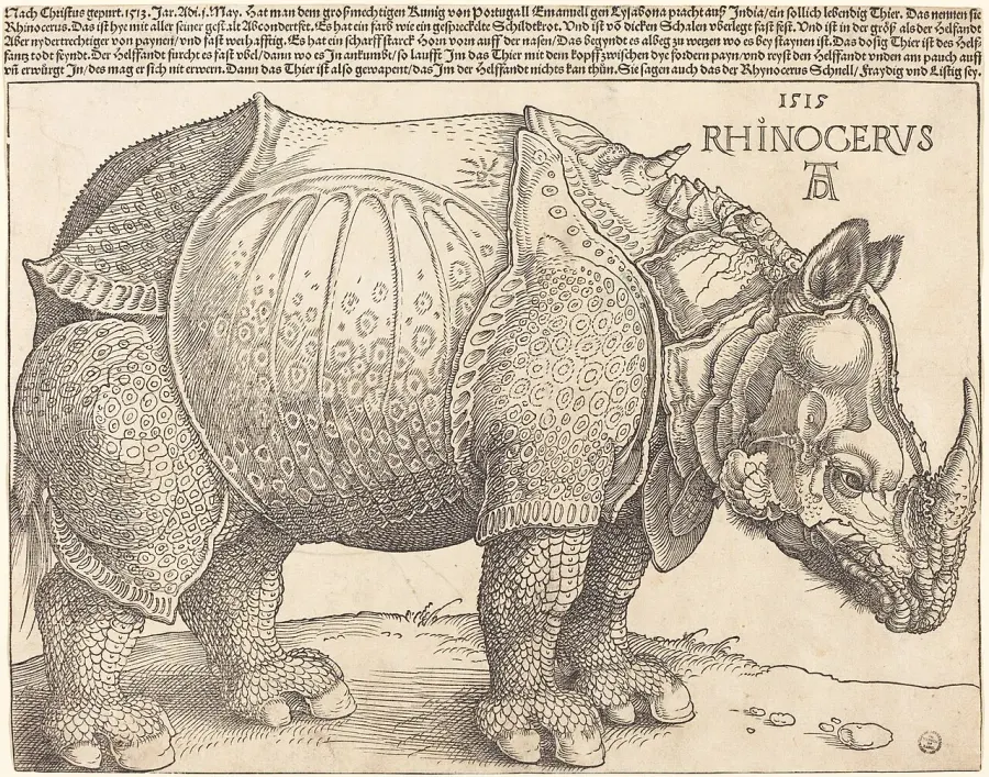 La carte Rhinocéros de Dürer
