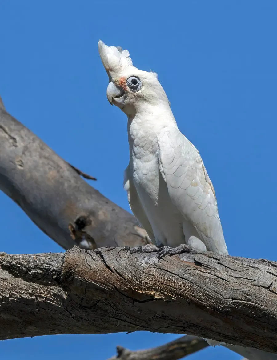 La carte Cacatoès corella