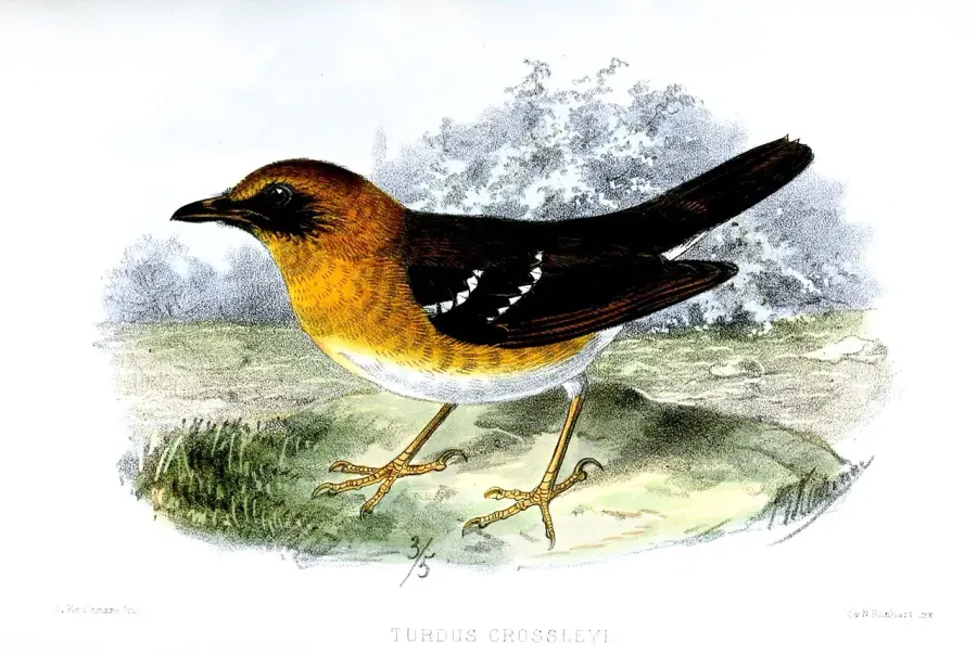 The Crossley's ground thrush card