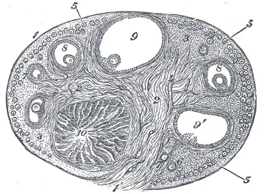 The Corpus luteum card