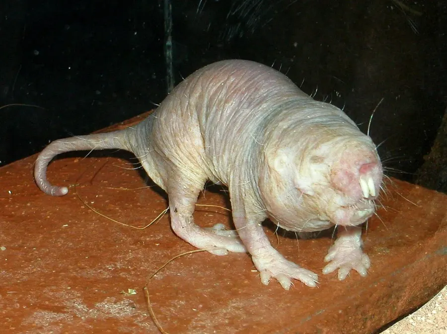 La carte Bathyergidae