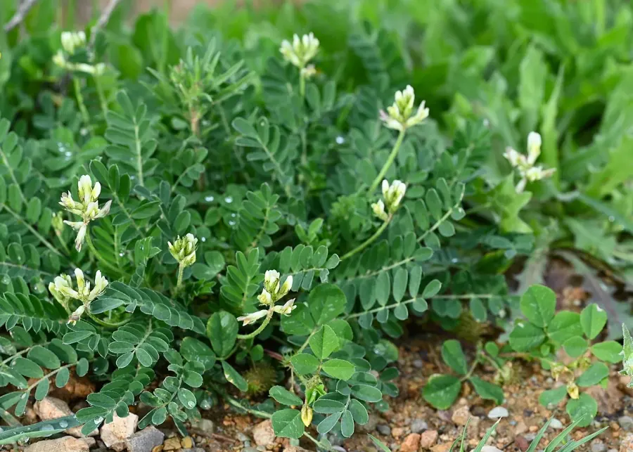 The Astragalus hamosus card