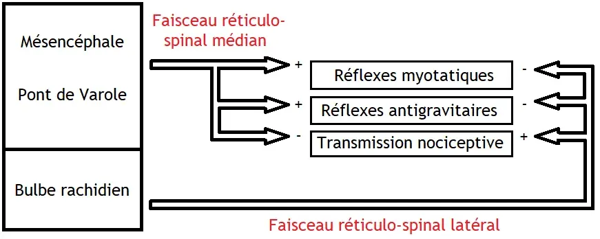 La carte Formation réticulée