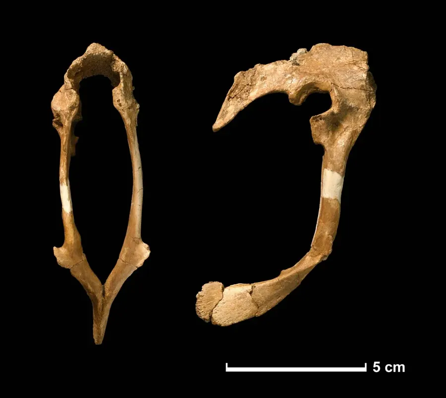 La carte Hesperonychus