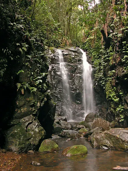 The Lamington National Park card