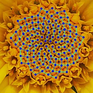 The Mathematical and theoretical biology card