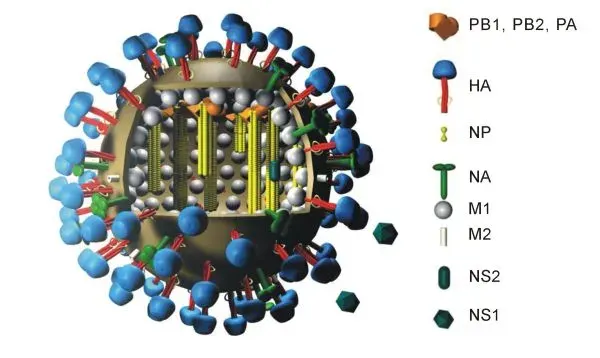 La carte Virus à ARN