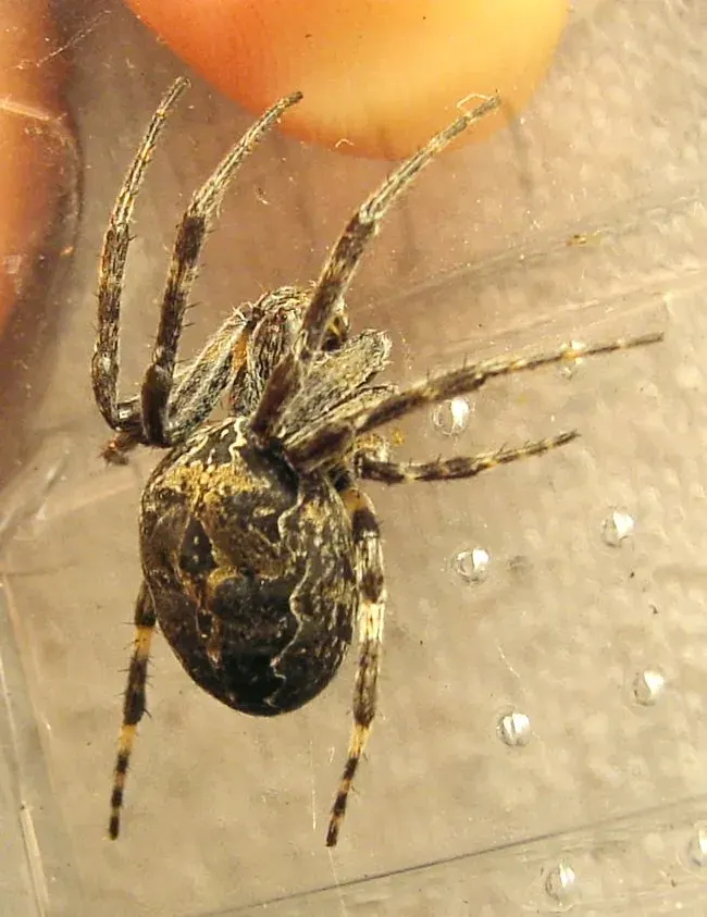 La carte Larinioides sclopetarius