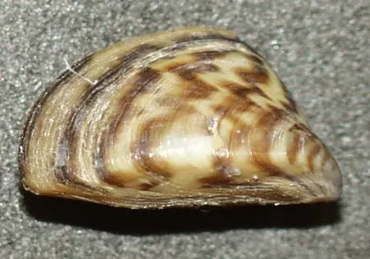 La carte Moule zébrée