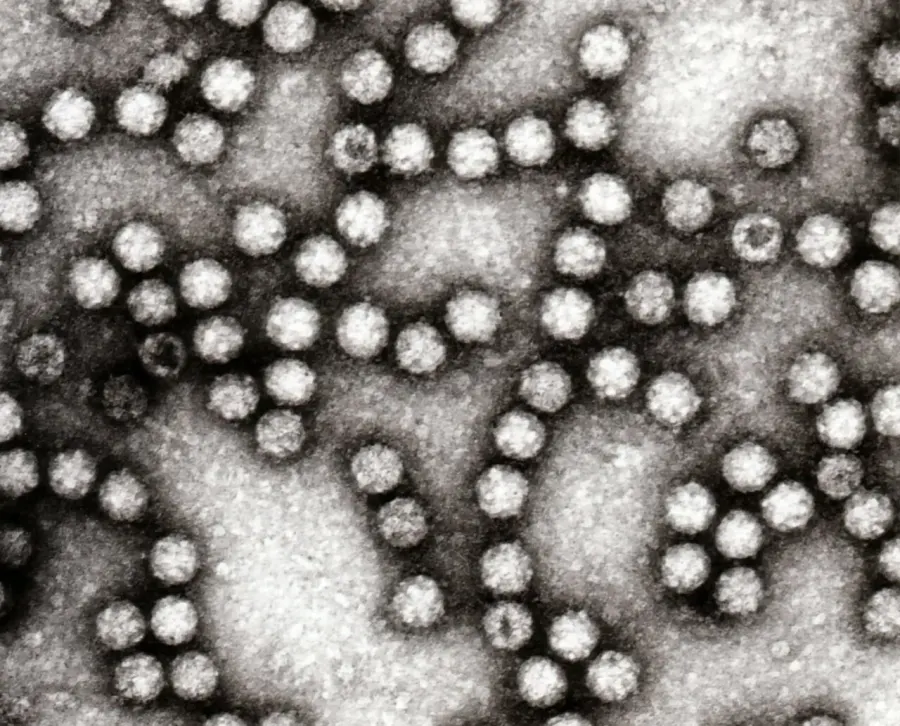The Astrovirus card