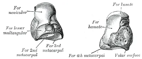 La carte Capitatum