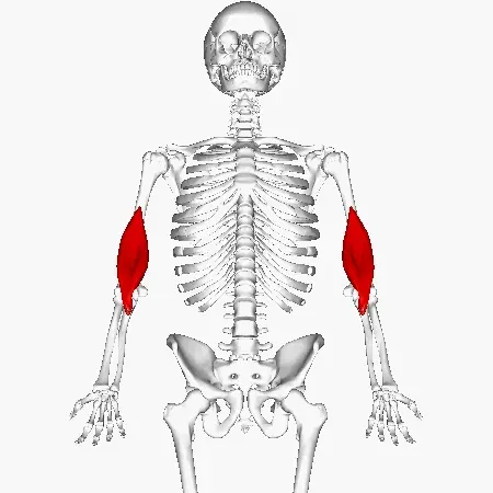 La carte Muscle brachial