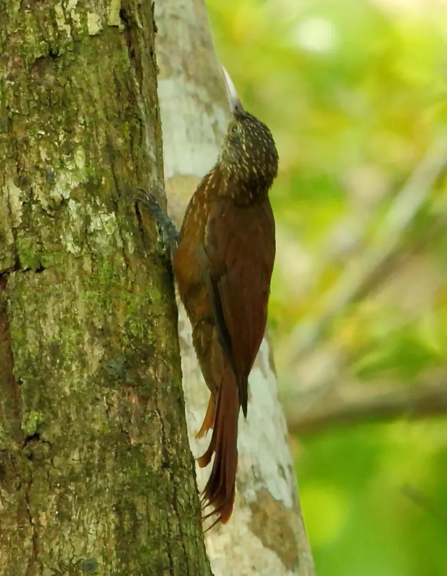 The Zimmer's woodcreeper card