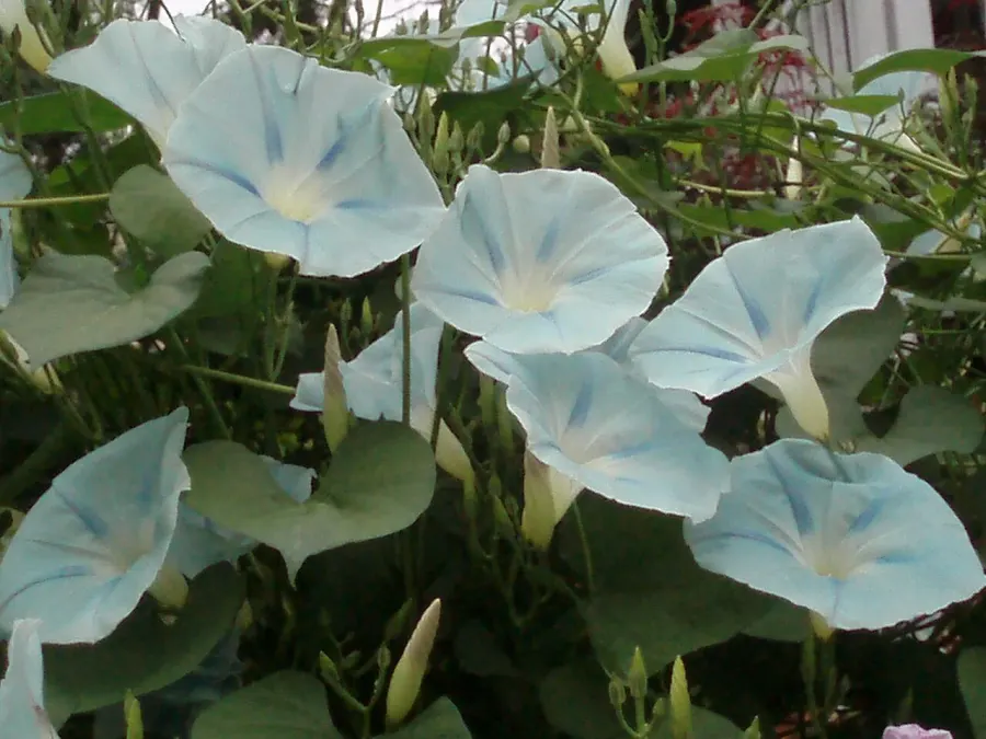 The Morning glory card
