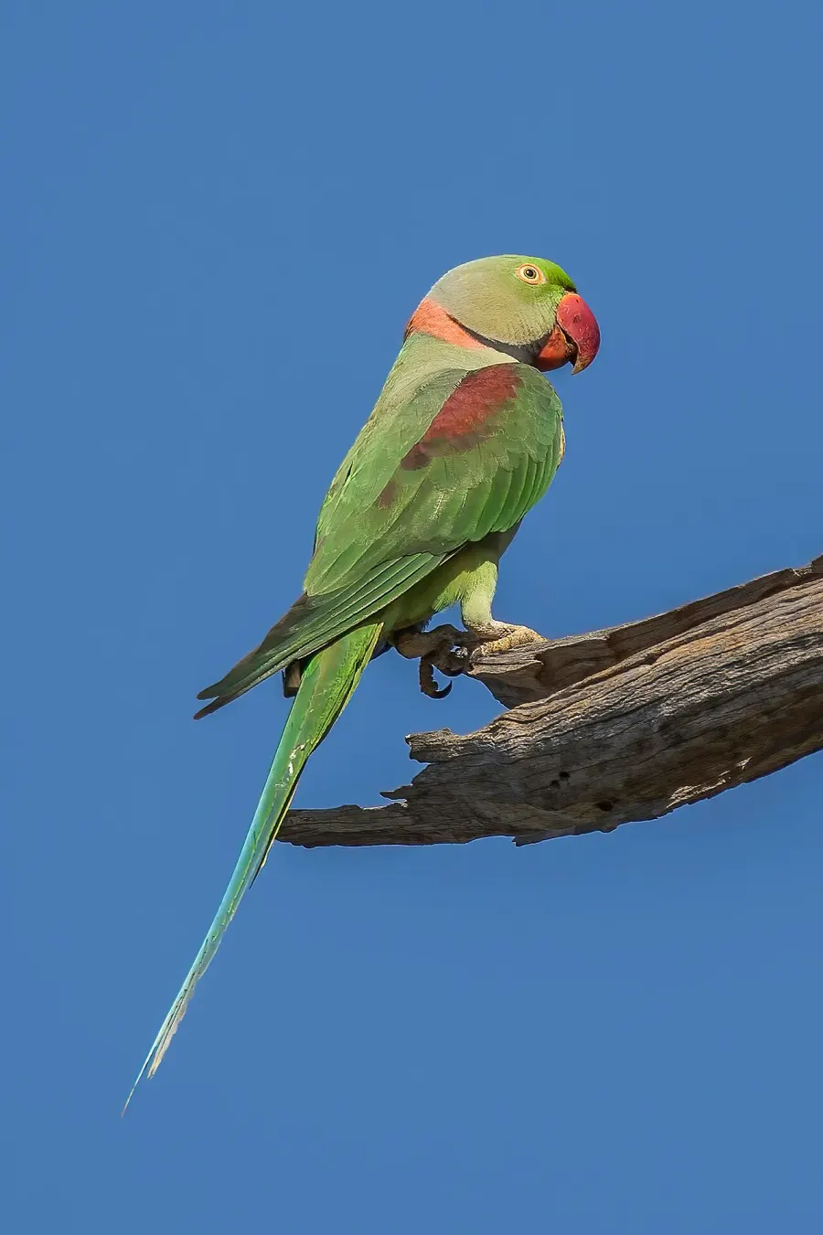 The Alexandrine parakeet card