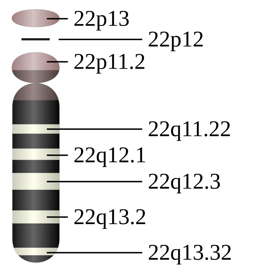 La carte Chromosome 22 humain