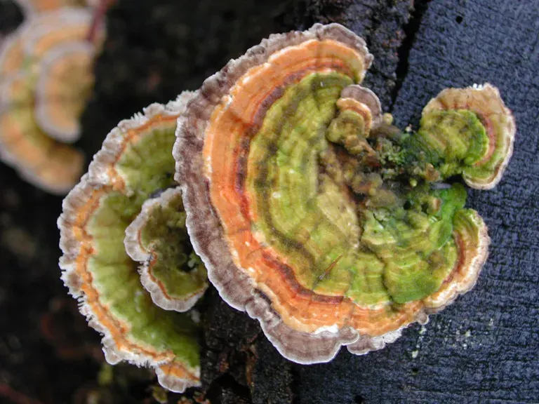 La carte Trametes versicolor