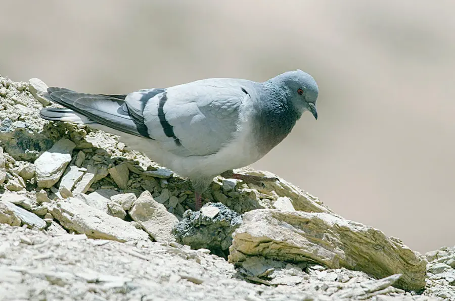 The Hill pigeon card