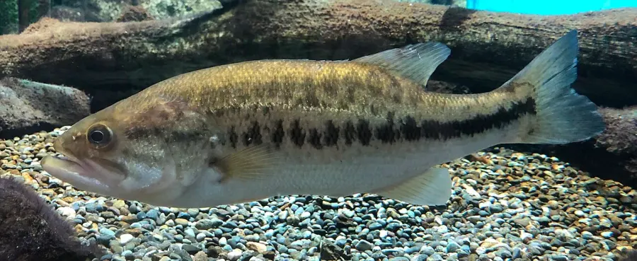 La carte Micropterus salmoides