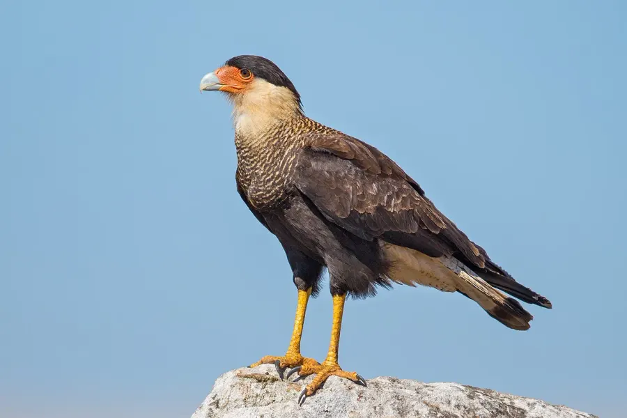 La carte Caracara huppé