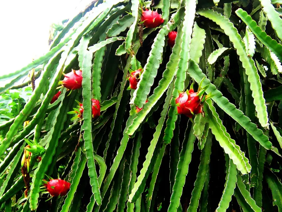 La carte Plante