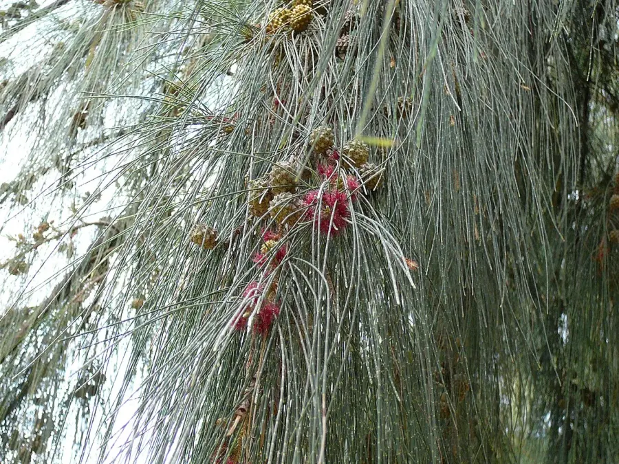 La carte Casuarina