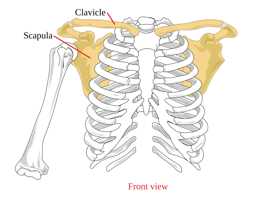 The Shoulder girdle card
