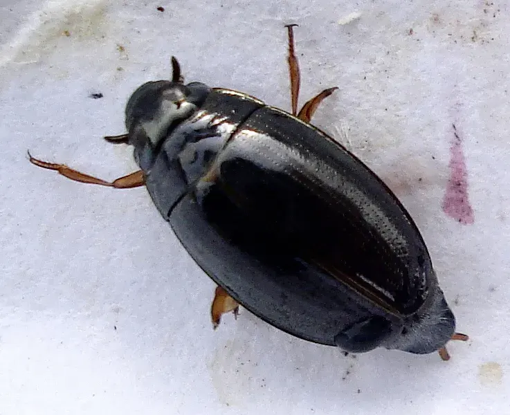 La carte Gyrinidae