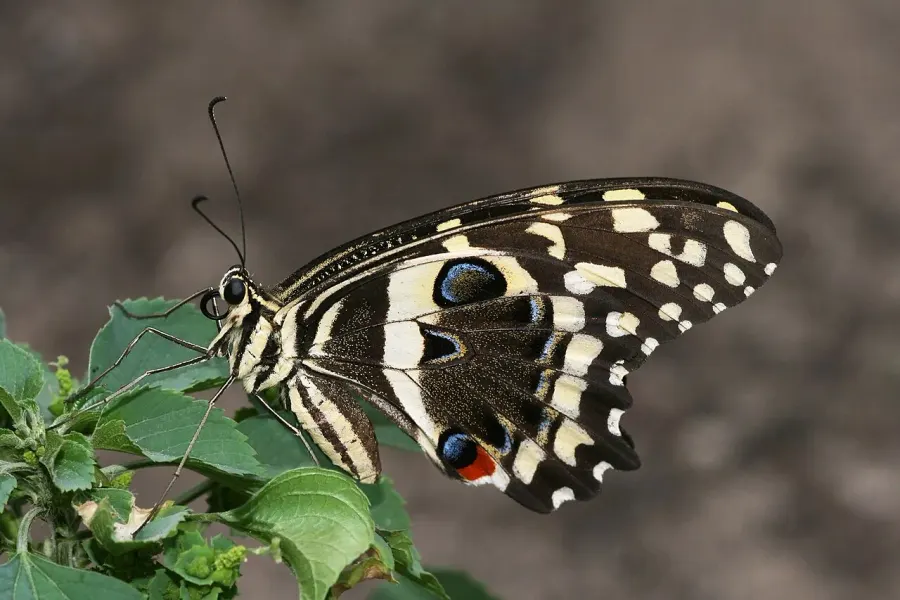 La carte Papilionoidea