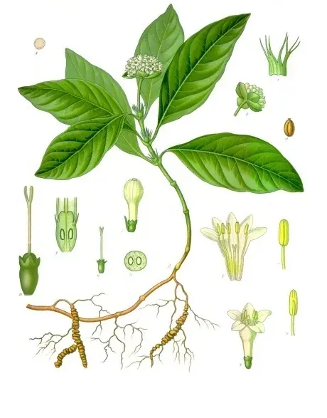 La carte Carapichea ipecacuanha