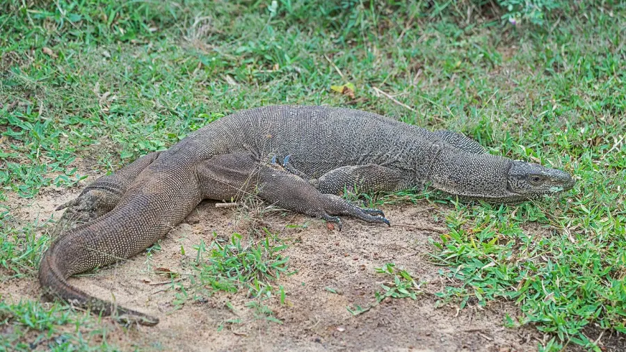 La carte Varan du Bengale