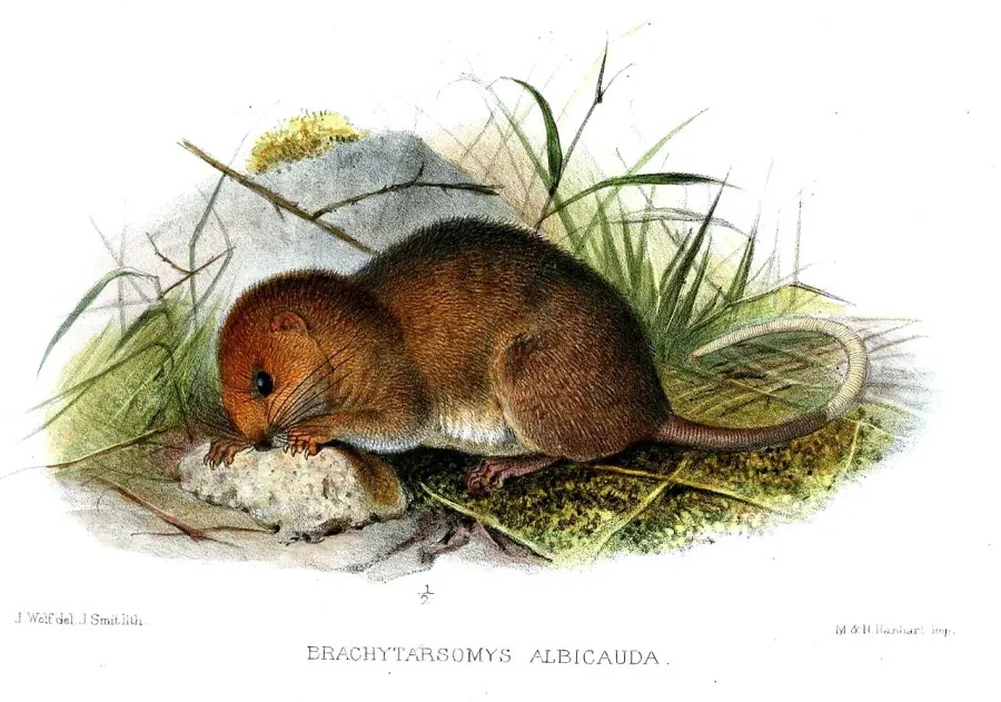 La carte Brachytarsomys