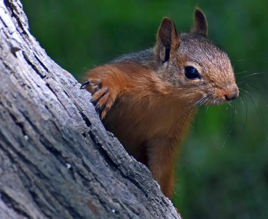 La carte Sciurus anomalus