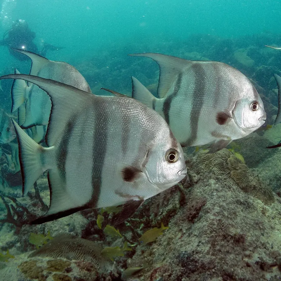 The Atlantic spadefish card