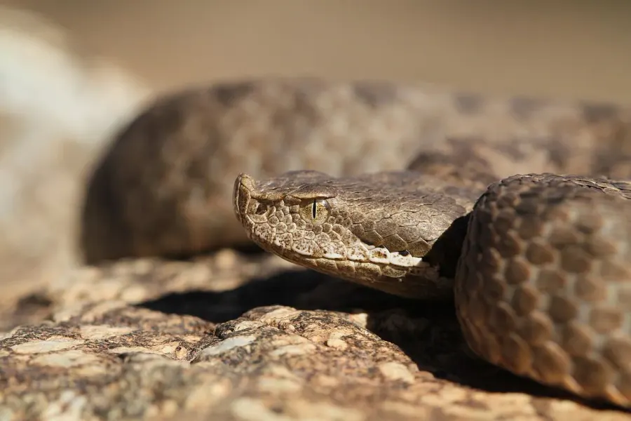 La carte Vipera monticola