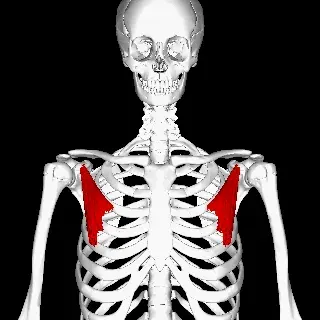 The Pectoralis minor card