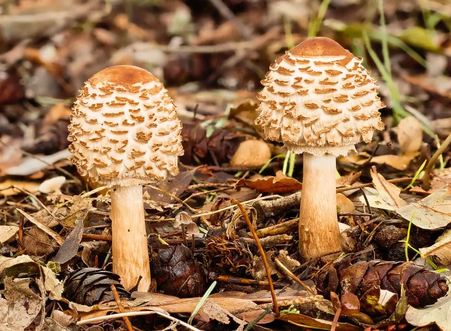 La carte Chlorophyllum rhacodes