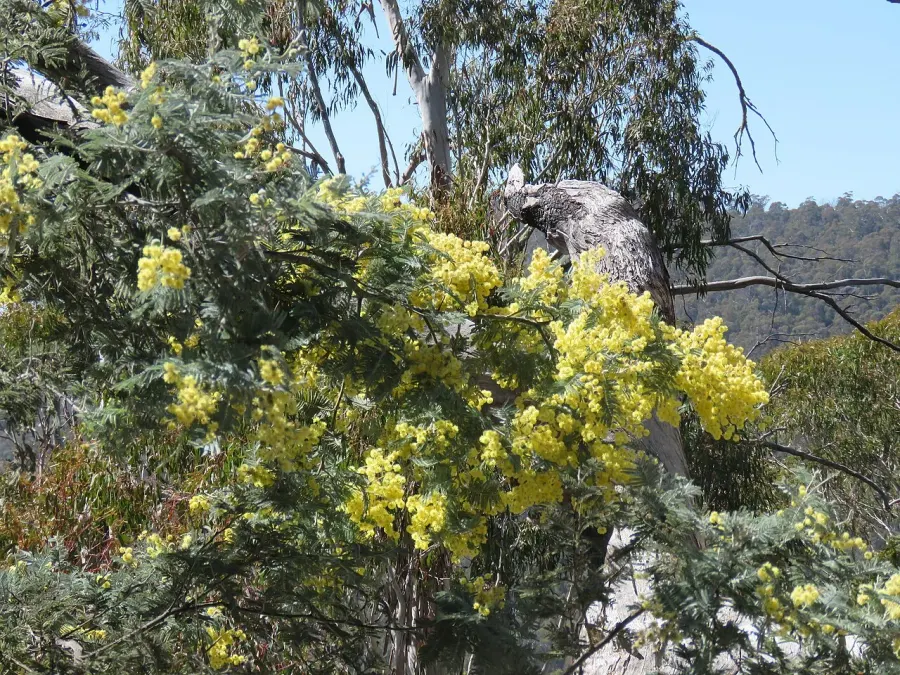 La carte Acacia dealbata