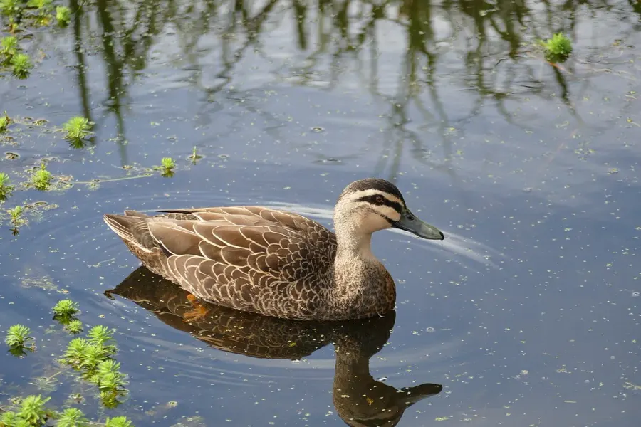 La carte Canard à sourcils