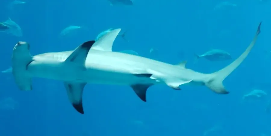La carte Grand requin-marteau