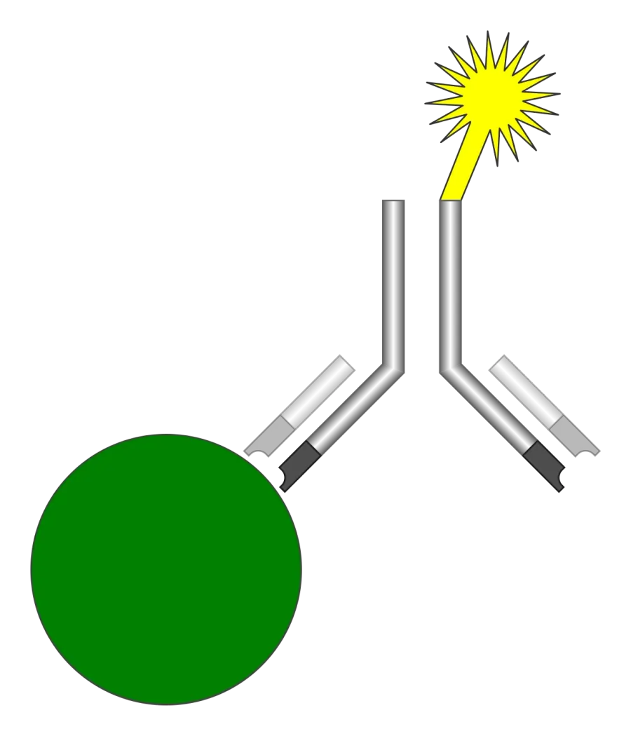 La carte Test immunologique