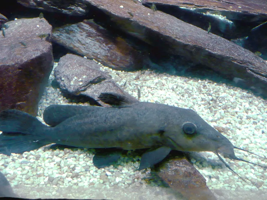 The Giraffe catfish card