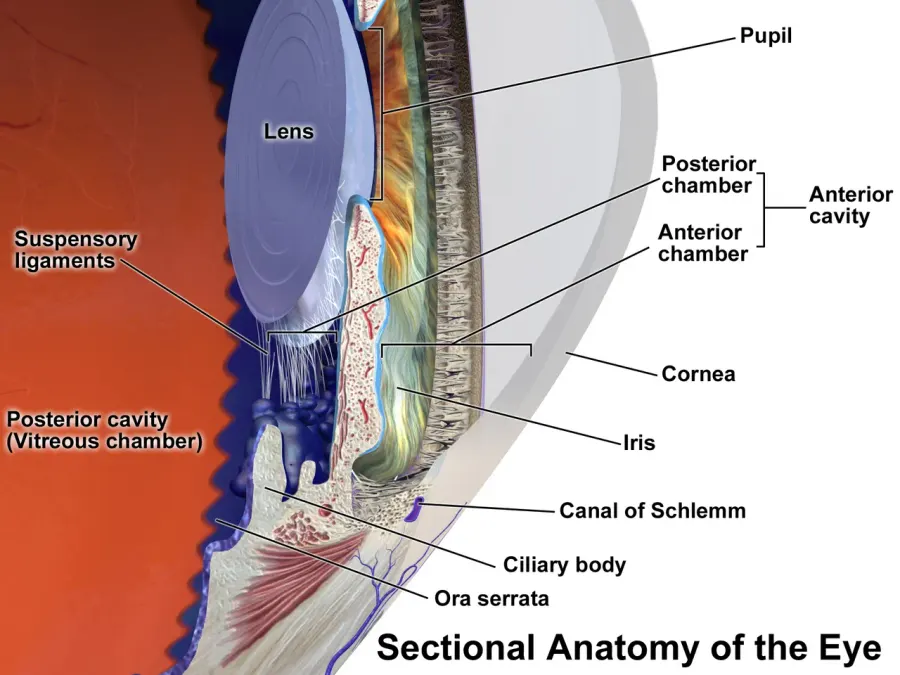 The Posterior chamber of eyeball card
