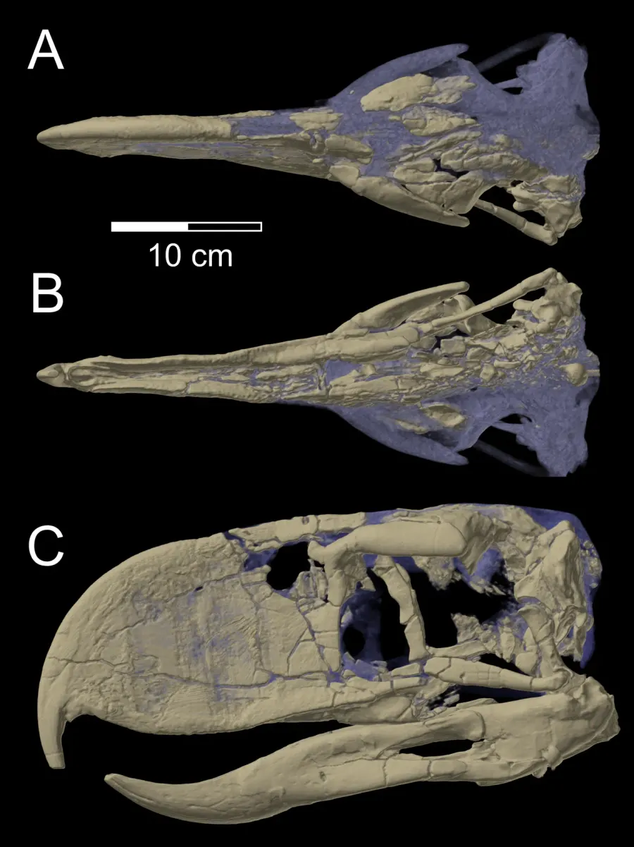 The Andalgalornis card