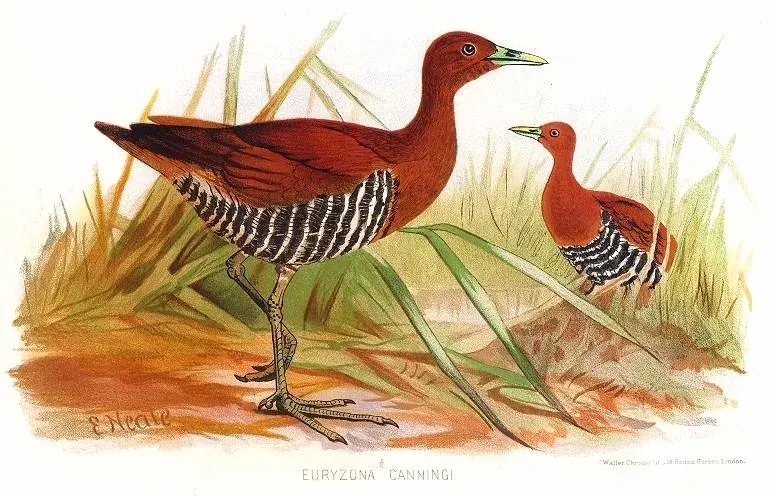 The Andaman crake card