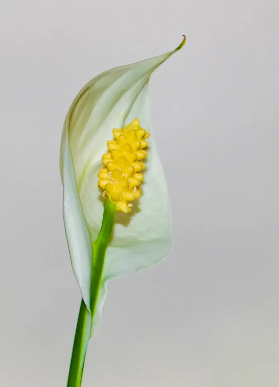 The Spathiphyllum wallisii card