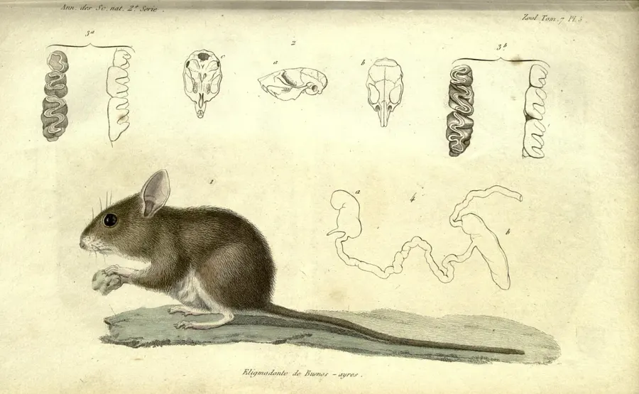 The Eligmodontia card