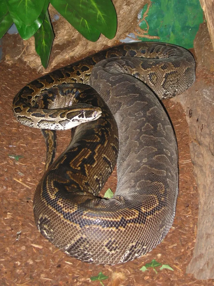 La carte Python de Seba