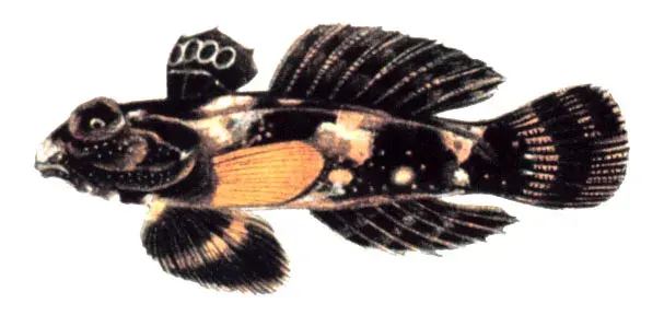 The Callionymoidei card