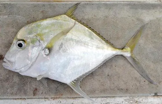 The African threadfish card